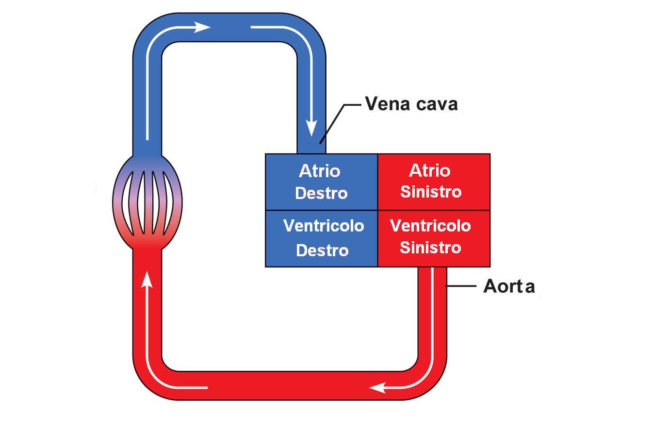 la circolazione del sangue